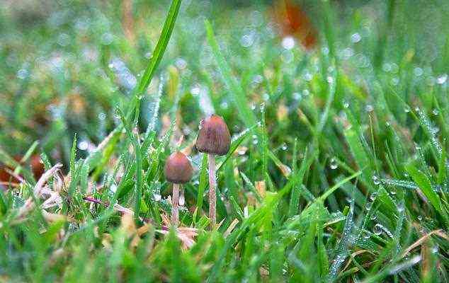 British mental healthcare company Compass Pathways announced positive results from therapy treatment using psilocybin, the psychedelic compound that naturally occurs in magic mushrooms, such as the liberty cap pictured that grows wild in the UK