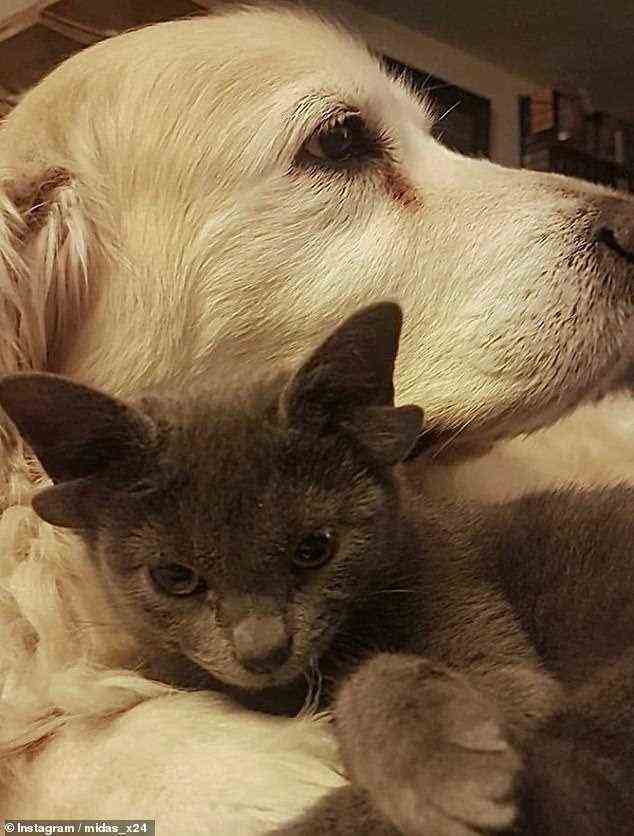 Die junge Katze, die ihre einzigartigen Ohren einer genetischen Mutation verdankt, ist mit dem abgebildeten Familienhund Suzy am besten befreundet