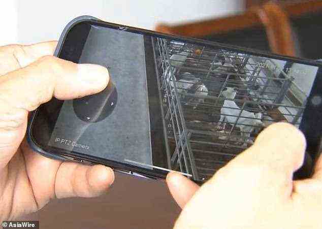 Mitarbeiter der Vert City Farm erhalten einen Livestream auf ihrem Telefon und werden informiert, wenn zwei verwandte Ziegen versuchen, sich zu paaren
