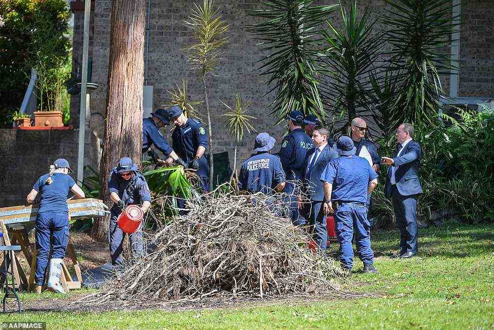 A fresh police search of the foster grandmother's house where William Tyrrell was last photographed in 2014 is investigating the possibility the boy fell 5m from the property's tall verandah. Pictured: officers search through overgrown plants from underneath the house