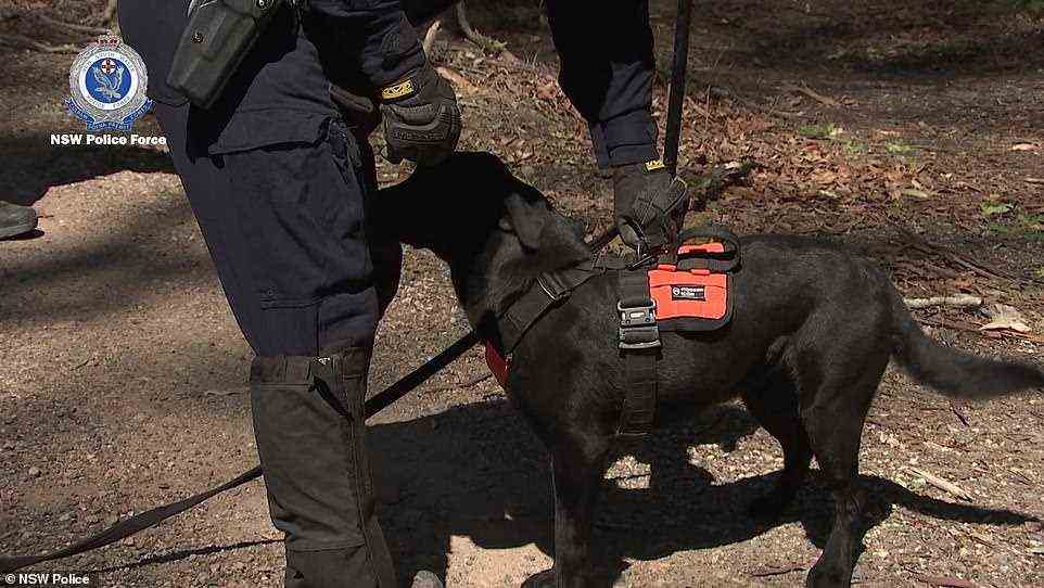 Specialist search dogs (pictured) were brought in to assist police as the investigation takes a dramatic new turn