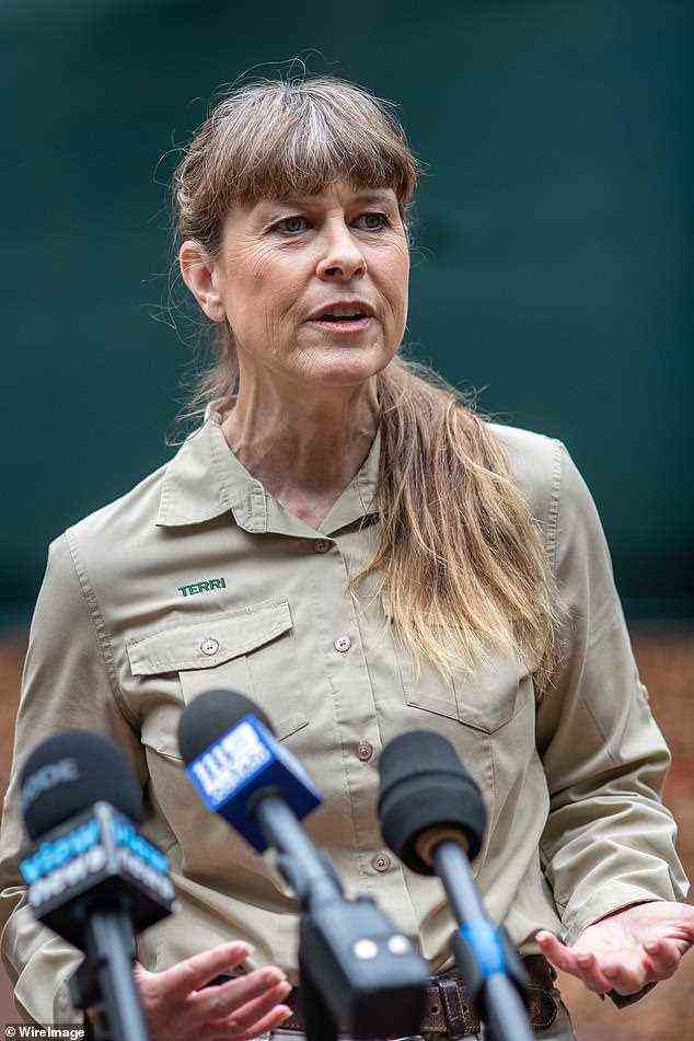 Matriarch: Terri Irwin (pictured), the widow of the late Steve 'The Crocodile Hunter' Irwin, has steered the ship through uncertain waters during the last 12 months as a feud erupted between family members and Australia Zoo faced unprecedented financial troubles