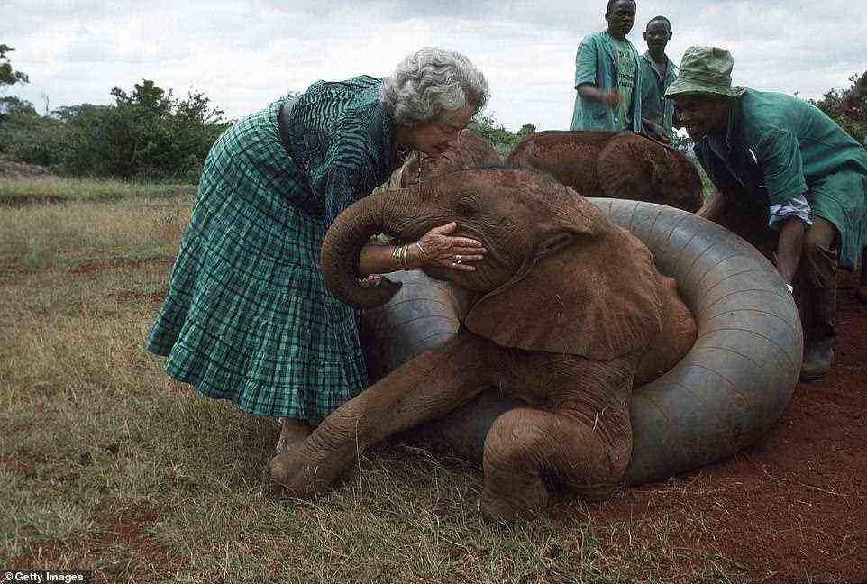 Elephant conservationist Daphne Sheldrick plays with an orphaned elephant at her sanctuary near Nairobi, Kenya, in 1989