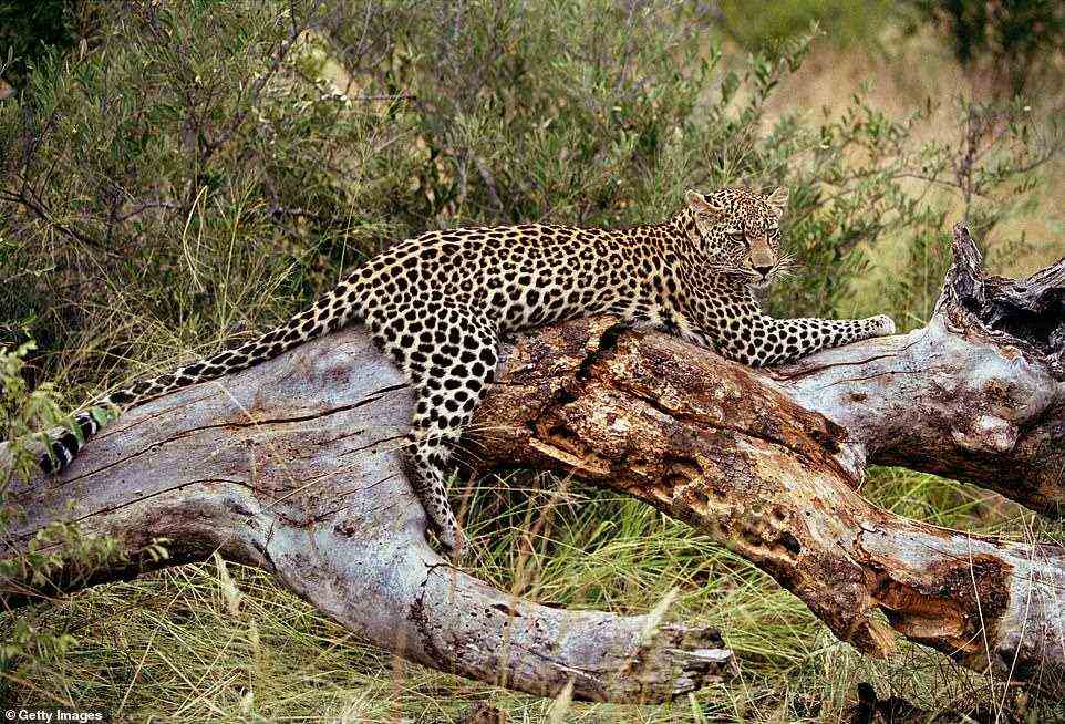 Stoddart captured this female leopard relaxing in the branches of a dead tree in the Kruger National Park, South Africa, in 2007