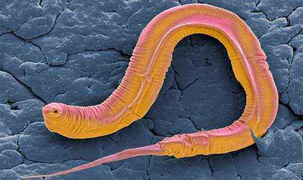 C. elegans: Die Würmer werden oft verwendet, um Biologie und Krankheiten zu studieren