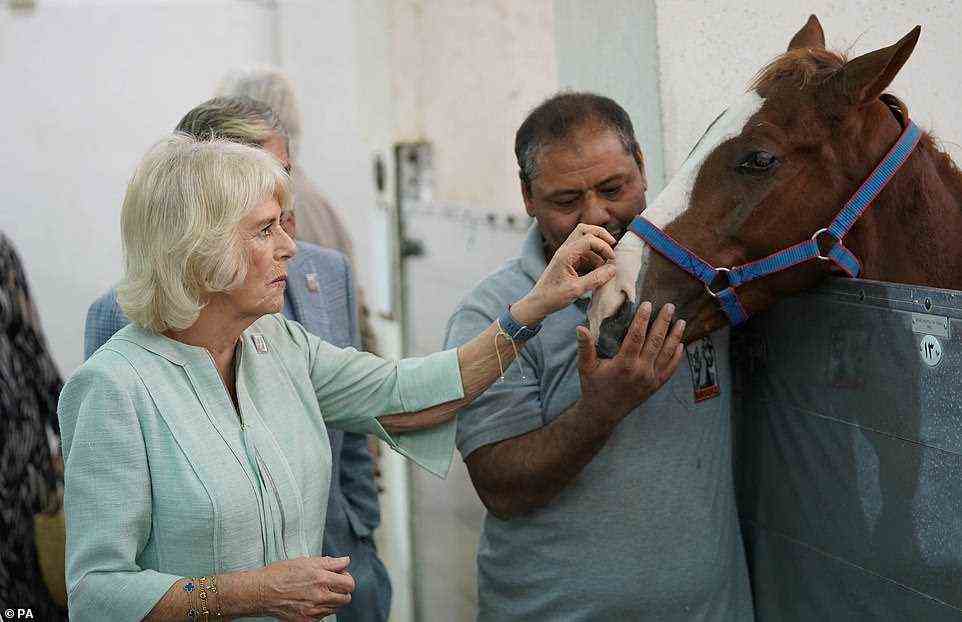 Yesterday the royal couple finished their first day in Egypt with a dazzling reception overlooking the Pyramids of Giza in Cairo. Pictured, Camilla during a visit to Brooke Veterinary Hospital