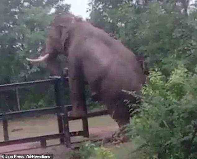 Zuerst balanciert der Elefant auf einer Zaunstrebe, wobei ein Bein die andere Seite scannt
