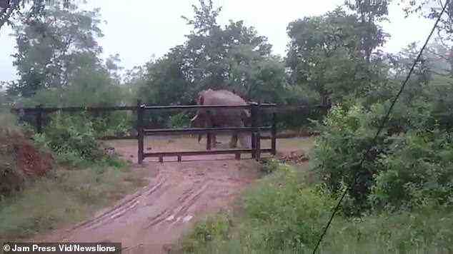 Der Elefant drückt mit seinen Hinterbeinen sein Gewicht über die Barriere, kriecht fast darüber, bevor er schließlich sicher auf die andere Seite gelangt