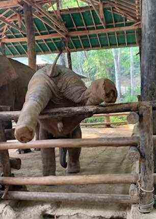 Der tollpatschige Elefant versucht vergeblich, seine Beine über den Zaun zu bewegen, bevor er ihn endlich nach vorne schleichen kann