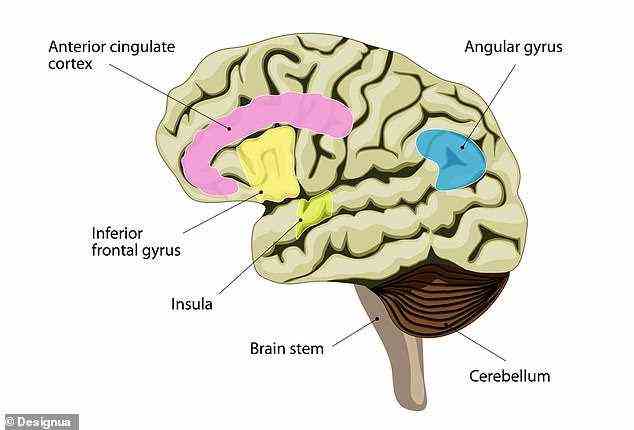 The angular gyrus (highlighted in blue in this diagram of the brain) is activated under exposure to HEX in both men and women when provoked