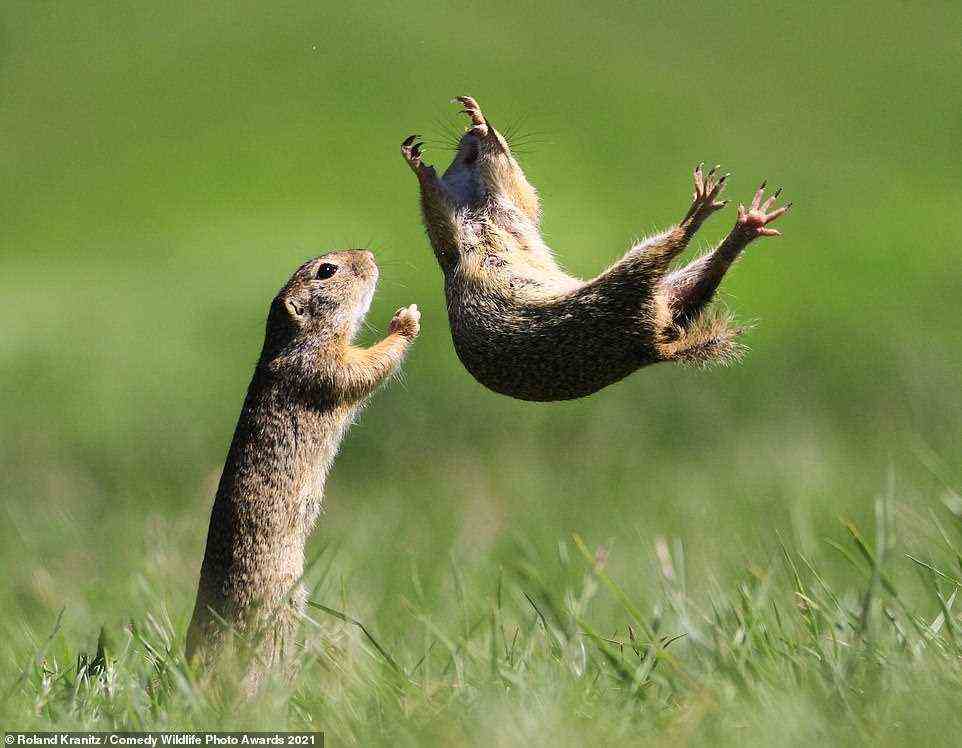 Roland Kranitz' Aufnahme eines Eichhörnchens, das seinen Kumpel in die Luft zu werfen scheint, mit dem Titel 