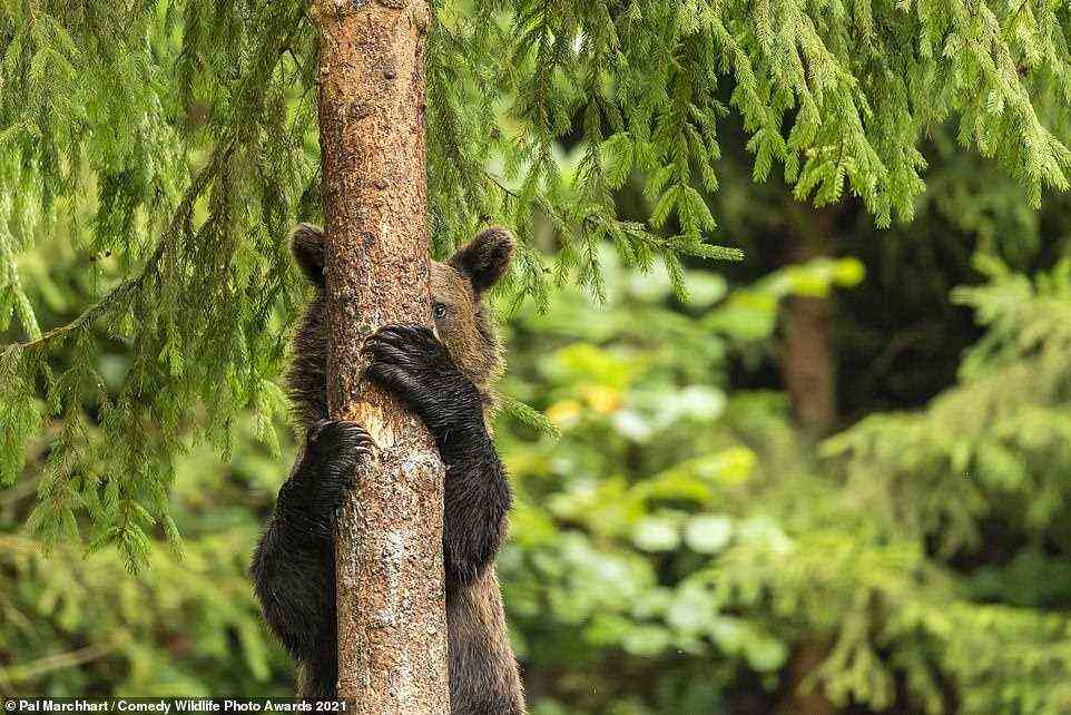 Pal Marchhart mit ihrem Bild Peekaboo ¿ Ein junger Bär, der von einem Baum herabsteigt, sieht aus, als würde er/sie Verstecken spielen.¿