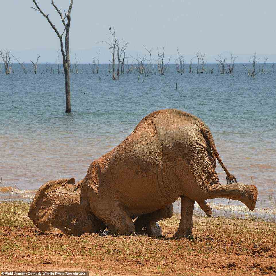 Vicki Jaurons Fotoserie, die einen jungen Elefanten zeigt, der im Schlamm herumspielt, bevor er den Boden bepflanzt, hat den Amazing Internet Portfolio Award gewonnen, der sich am Ufer des Kariba-Sees in Simbabwe befindet