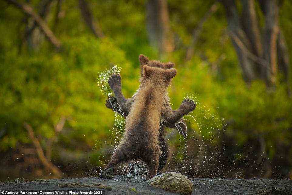Andy Parkinson mit ihrem Bild Let's Dance Zwei Kamtschatka-Bärenjunge treten für einen feierlichen Spielkampf gegeneinander an, nachdem sie erfolgreich einen reißenden Wildbach (kleinen Bach!) überwunden haben¿