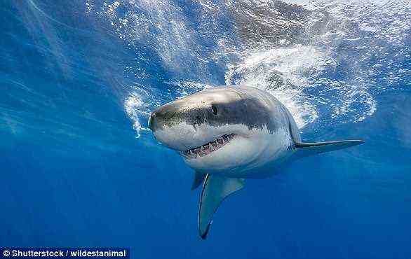 Haie sind die effizientesten Raubtiere der Erde.  Ihr grundlegendes Design hat sich im Laufe von 200 Millionen Jahren nie wirklich verändert