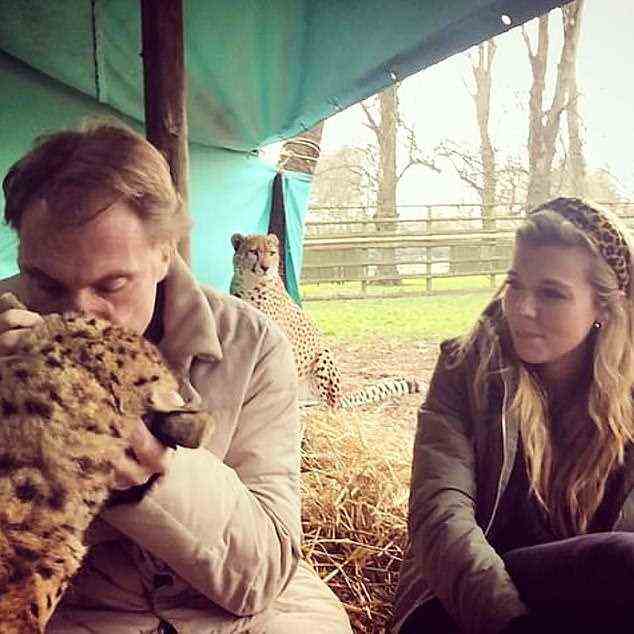 Damian Aspinall und Carrie Johnson mit den Geparden in einem Zoo der Aspinall Foundation.  Carrie plant, nach der Geburt ihres zweiten Kindes keinen Mutterschaftsurlaub zu nehmen