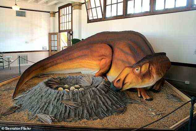Darrough schätzt, dass der Dinosaurier mit Entenschnabel zwischen 25 und 30 Fuß lang war