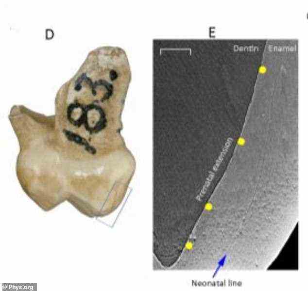 Ein Team internationaler Wissenschaftler analysierte den Zahn eines Kindes, das vor 120.000 Jahren in der Nähe der heutigen Stadt Krapina in Kroatien lebte, und konnte feststellen, dass der Zahn im Alter von vier bis sieben Monaten auftauchte