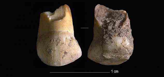 Forscher der Universität Bologna fanden den Zahn in der Nähe von Venedig, der einem der letzten Neandertaler-Kinder Italiens gehört haben soll.  Der Eckzahn gehörte einem Teenager, wahrscheinlich 11 oder 12 Jahre alt, und ist 45.000 Jahre alt