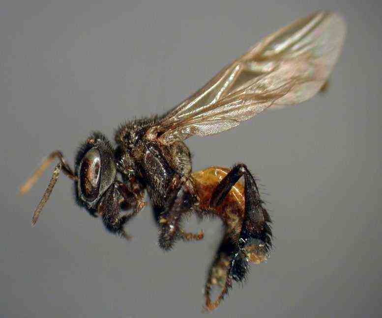 Trigona Familie der stachellosen Bienen