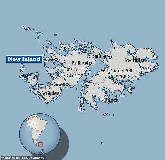 Seit 2003 sammeln die Forscher Daten über die Schwarzbrauenalbatros-Population, die auf New Island auf den Falklandinseln brütet – Heimat von etwa 15.500 Vogelpaaren