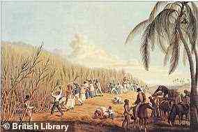 Die Zuckerrevolution, die Einführung von Zuckerrohr aus dem niederländischen Brasilien, in den 1640er Jahren war sehr lukrativ, aber mit hohen sozialen Kosten verbunden