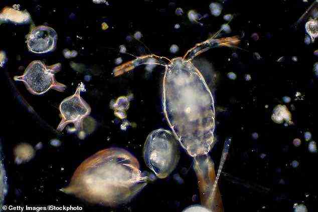 Sobald die großen Mengen Plankton starben, fielen sie auf den Meeresboden und bildeten Graphit, der eine entscheidende Rolle bei der Schmierung des Bruchs von Gesteinen in Platten spielte