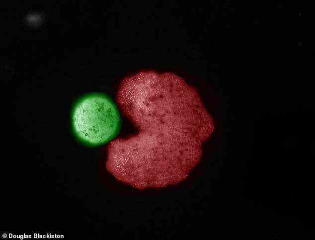 Ein von KI entworfener, Pac-Man-förmiger „Eltern“-Organismus (in Rot) neben Stammzellen, die zu einer Kugel komprimiert wurden – der „Nachwuchs“ (grün)