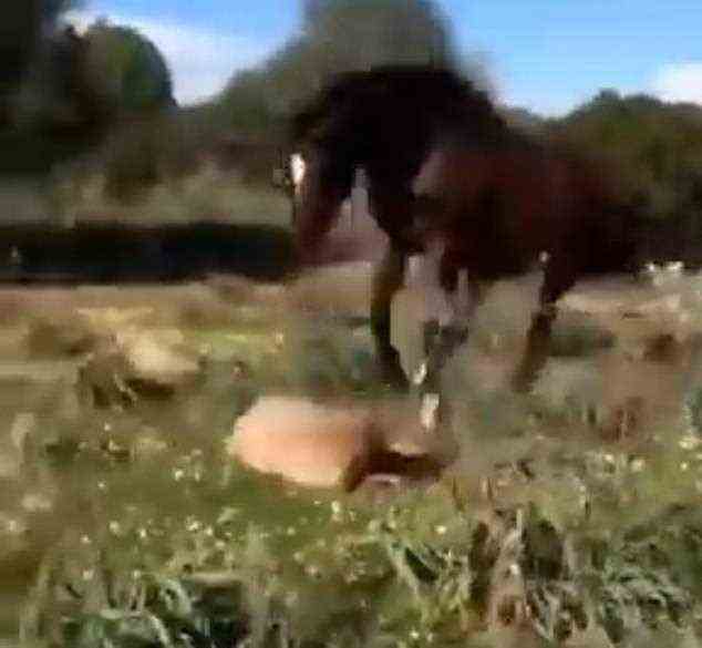 Das Schaf bewegt sich für den größten Teil des Videos nicht, aber das Ende seines Lebens wurde im Clip unterbrochen, nachdem das Pferd aggressiv auf seinen Körper stampft