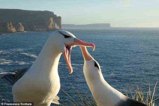 Die Scheidungsraten unter den notorisch monogamen Albatrossen werden durch den Klimawandel erhöht, da die Erwärmung des Wassers die Männchen dazu zwingt, weiter zu reisen, um Nahrung zu finden.  Im Bild: ein Brutpaar