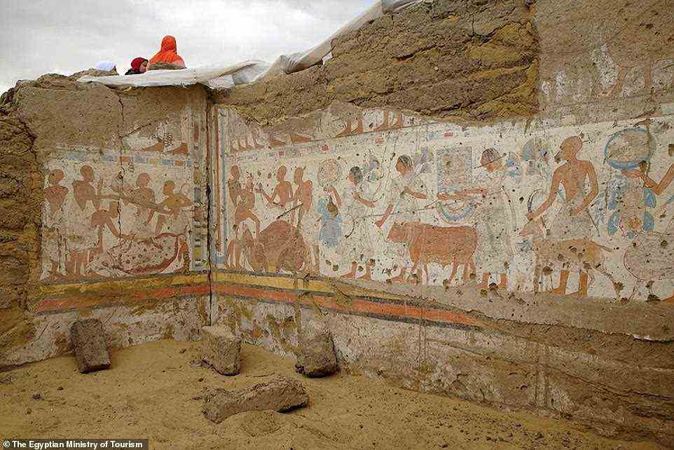 Archäologen haben das 3.200 Jahre alte Grab von Ptah-M-Wia, dem obersten Schatzmeister von Ramses dem Großen, ausgegraben.  Innenwandmalereien, die Menschen zeigen, die Rinder und andere Tiere zum Schlachten führen (oben), beziehen sich auf seine Rolle als Hauptaufseher für Vieh und Opfergaben im Tempel des Pharaos