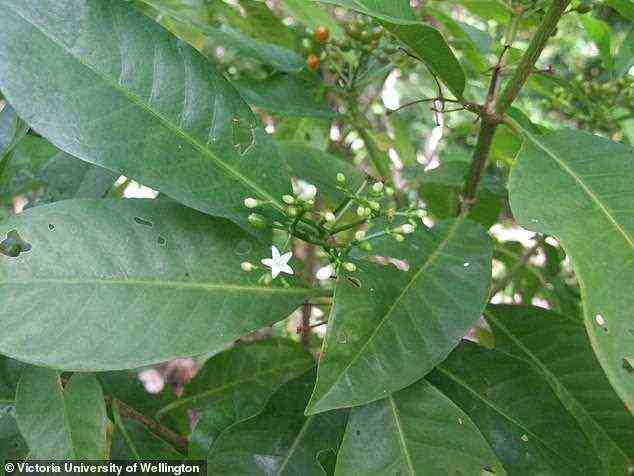 Die Blätter einer einheimischen samoanischen Pflanze, die zur Behandlung von Fieber, Gliederschmerzen und „Geisterkrankheit“ – dem Glauben, besessen zu sein – verwendet werden, können genauso wirksam sein wie Ibuprofen