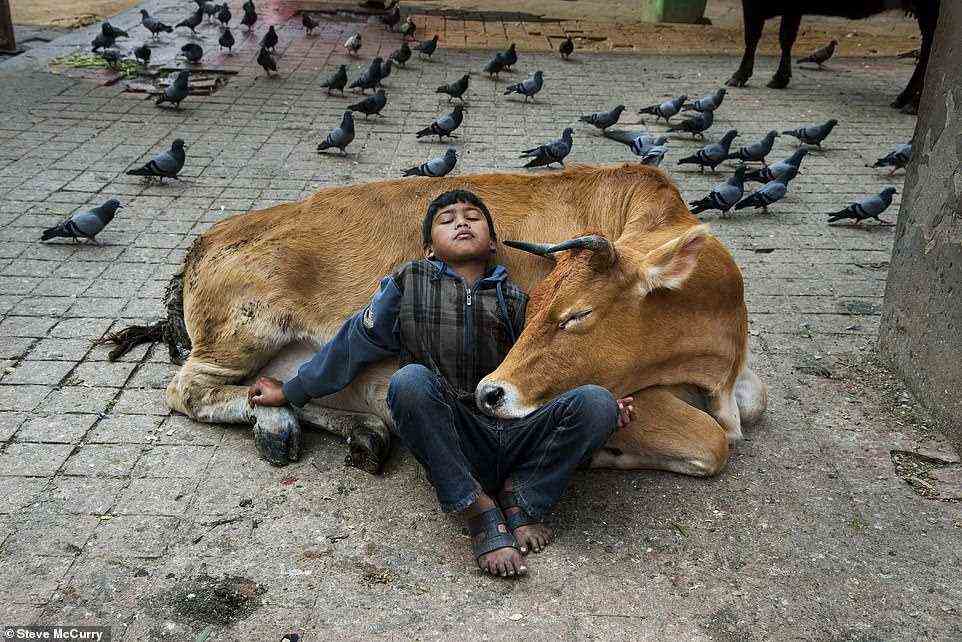 Ein Junge ruht auf einem Bild aus dem Jahr 2013 in Kathmandu, Nepal, an einer Kuh. Kühe wurden in Nepal zum Nationaltier erklärt.  Sie bewegen sich frei und werden von den 80 Prozent der Nepalesen, die Hindus sind, als heilig angesehen