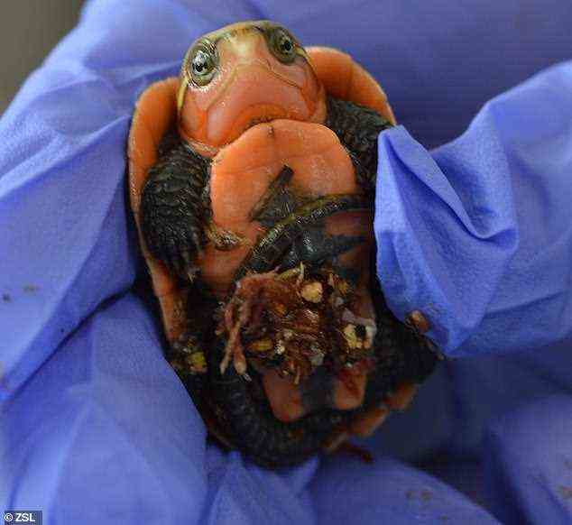 Neuankömmlinge: Drei vom Aussterben bedrohte Großkopfschildkröten sind im Londoner Zoo (Bild) geschlüpft, nur wenige Jahre nachdem ihre Eltern vor dem illegalen Wildtierhandel gerettet wurden