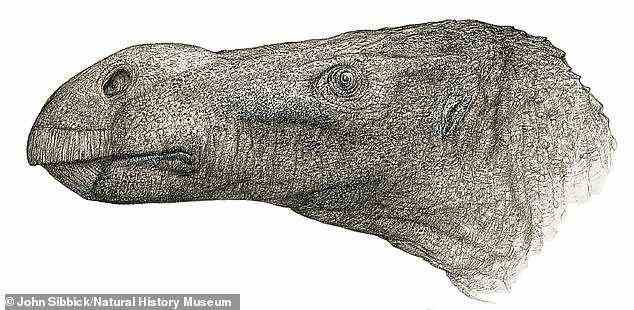 Eine neue Dinosaurierart, die viermal so groß war wie ein Kingsize-Bett, durchstreifte vor 125 Millionen Jahren die Isle of Wight, wie Fossilienanalysen ergeben haben.  Brighstoneus simmondsi ist abgebildet