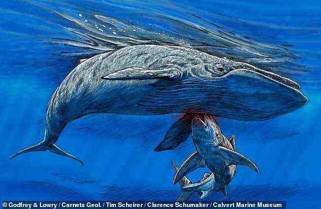 Ein Bartenwal war vor etwa 12 bis 15 Millionen Jahren Mittagessen für einen riesigen Hai – möglicherweise ein Megalodon –, Bissspuren auf einem versteinerten Flossenknochen oder 