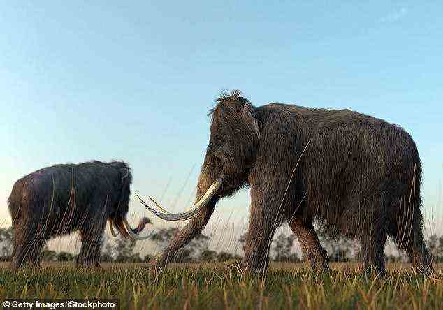 Der Verlust der grasenden Megafauna der Erde – einschließlich der Wollmammuts – vor 50.000 bis 7.000 Jahren führte laut einer Studie zu einem dramatischen Anstieg der Graslandbrände auf der ganzen Welt