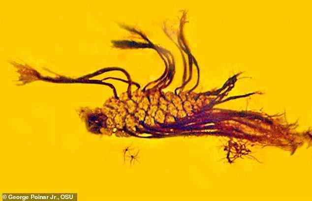 Ein 40 Millionen Jahre lang von Bernstein umhüllter Tannenzapfen ist der erste Beweis für einen seltenen botanischen Zustand, der nur 1965 ein weiteres Mal beobachtet wurde