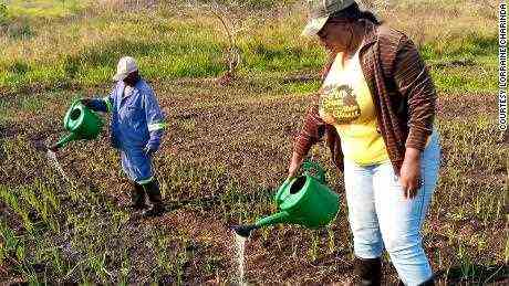 Charinda gießt im Juli 2020 auf der Farm in Kamina Zwiebelsetzlinge.