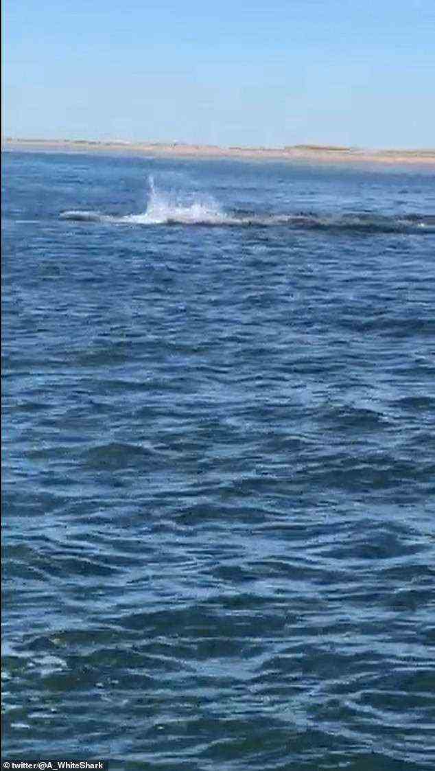 Ein Weißer Hai wurde kürzlich in der Nähe von Cape Cod, Massachusetts, gesichtet, als er eine Robbe angriff