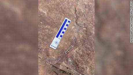 300 Millionen Jahre altes fossiles Skelett in Utah könnte das erste seiner Art sein