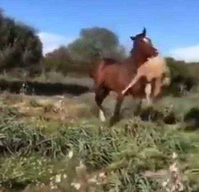 Die Zuschauer waren schockiert von entsetzlichen Aufnahmen eines wütenden Pferdes, das ein Schaf auf einem Feld angreift