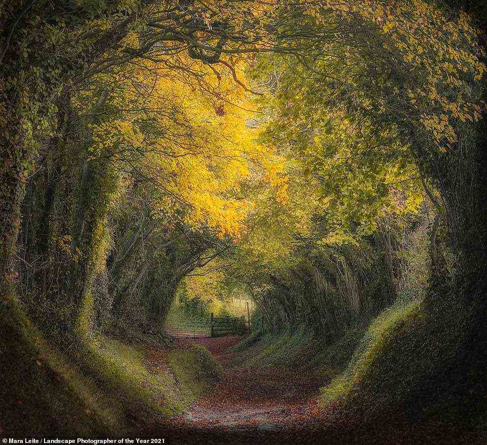 Behold, the overall winner of 2021's Landscape Photographer of the Year. This enchanting picture - 'Morning at Countryside' - was taken by American Mara Leite. It shows Mill Lane, a famous footpath in Halnaker, West Sussex. Leite explains: 'I was looking for a different composition when I decided to turn the other way and saw this beautiful sight. I love the gate in the background and how the morning light is hitting the leaves and softly entering the tunnel'