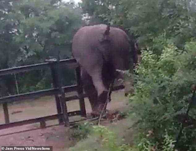 Dies ist der urkomische Moment, in dem sich ein Elefant in einer schwierigen Situation befindet, nachdem er versucht hat, in Karnataka im Südwesten Indiens über einen Zaun zu klettern