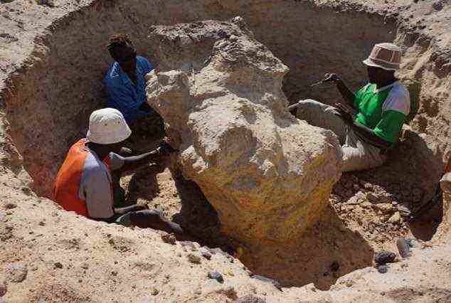 Forscher der University of Michigan haben einen massiven Schädel einer ausgestorbenen Loxodonta adaurora erneut analysiert, die vor 4,5 Millionen Jahren im heutigen Kenia lebte