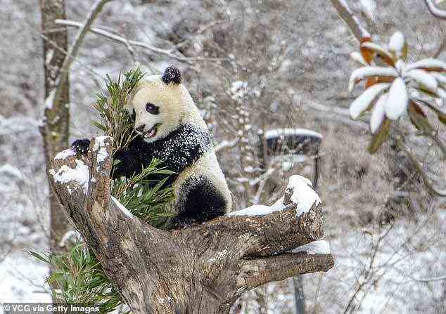 Experten der University of Bristol sagen, dass die dunklen Flecken den Pandas helfen, sich in die Baumstämme einzufügen, während ihre helleren Flecken es ihnen ermöglichen, sich vor Schneeflecken zu tarnen