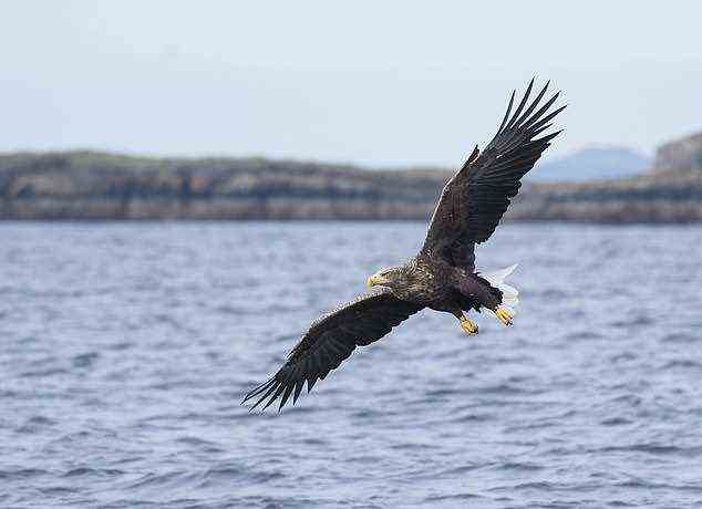 Seeadler (Haliaeetus albicilla) Erwachsener ist im Flug abgebildet, der sich darauf vorbereitet, einen Fisch vor der Isle of Mull, Schottland zu fangen?