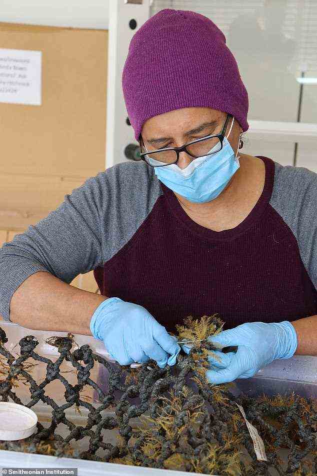 Die Forscher untersuchten, was das Meeresplastik kolonisiert hatte, und fanden heraus, dass viele Küstenarten – darunter Anemonen, Hydroiden und garnelenähnliche Flohkrebse – nicht nur überlebten, sondern auch gedeihen