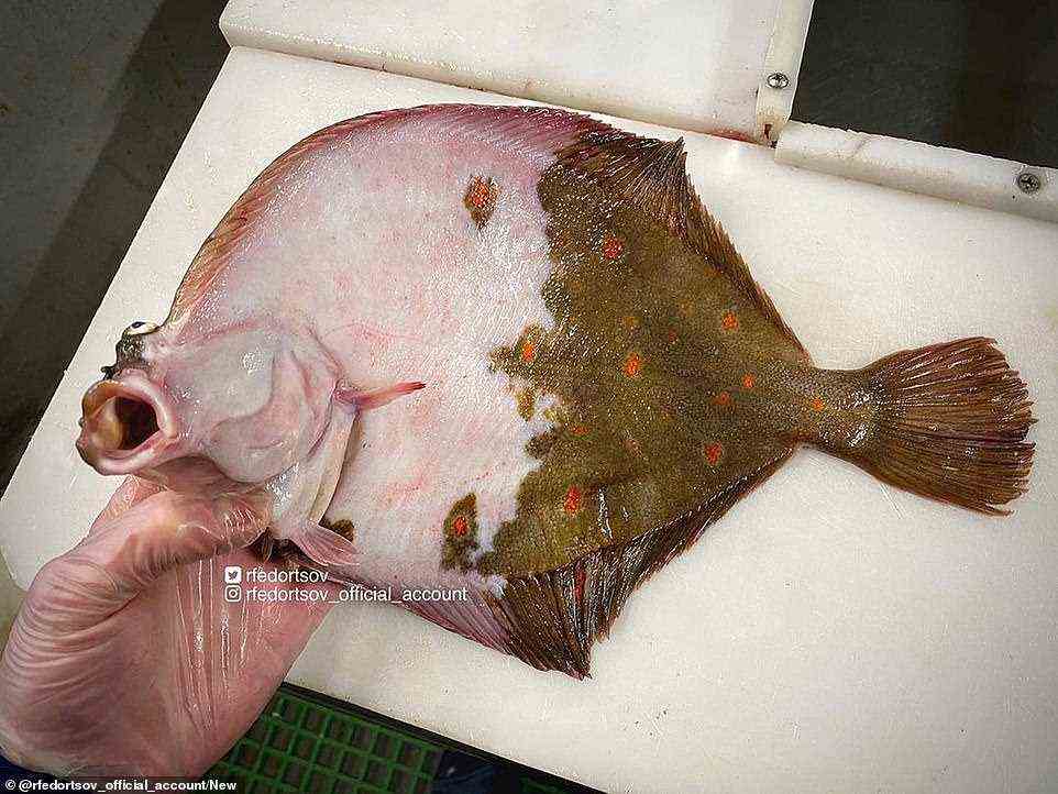 The under-side of a gaping flatfish, half of which appears to have lost its scales. A skin-like colour is contrasted with its darker green-brown scales seen on the right, which also have specks of red and orange