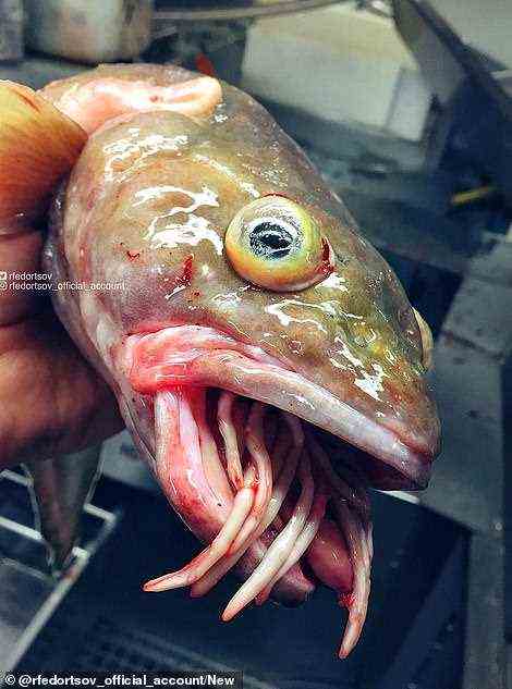 Pictured: A cusk, a North Atlantic creature similar to a cod, appears to have tentacles coming out of its mouth